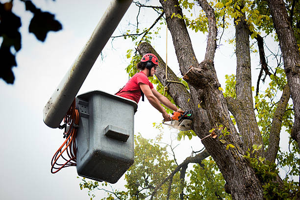 Best Tree Removal Services  in Spinnerstown, PA